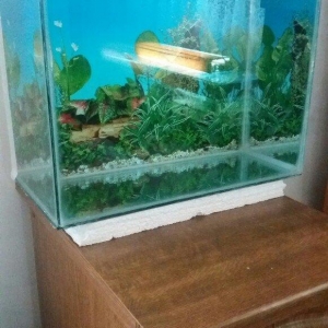 Akvarium 40x30x40 50 litit arxa fonu var qapağı var üsdündede teze qız