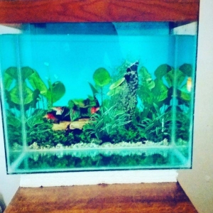 Akvarium 40x30x40 50 litit arxa fonu var qapağı var üsdündede teze qız