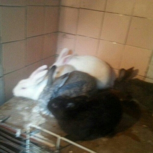 Herkese salam
dovŞanlar satilir
3 erkek
1 dİŞİ qarni balali
1  5 ayliq