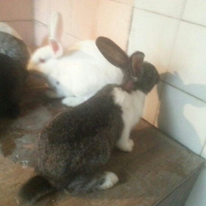 Herkese salam
dovŞanlar satilir
3 erkek
1 dİŞİ qarni balali
1  5 ayliq