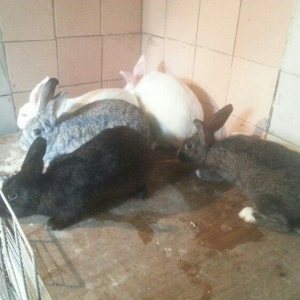 Herkese salam
dovŞanlar satilir
3 erkek
1 dİŞİ qarni balali
1  5 ayliq