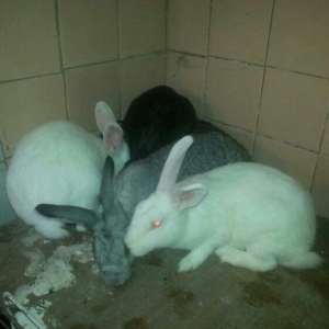 Herkese salam
dovŞanlar satilir
3 erkek
1 dİŞİ qarni balali
1  5 ayliq