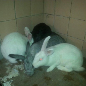 Herkese salam
dovŞanlar satilir
3 erkek
1 dİŞİ qarni balali
1  5 ayliq