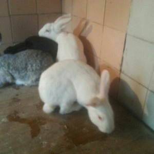 Herkese salam
dovŞanlar satilir
3 erkek
1 dİŞİ qarni balali
1  5 ayliq