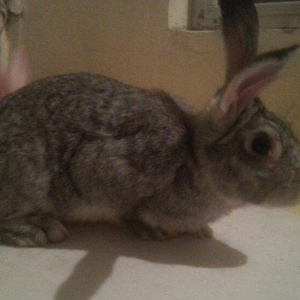 Hazir qizgin erkey dovwan satilir qiymeti 13 azn iri dovwanlardi reng