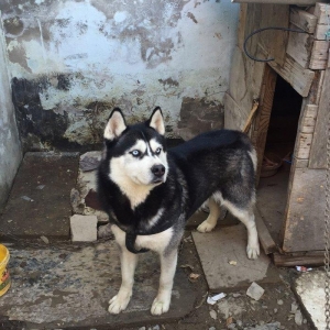 Salam xaski balaları satlır erkek dişi var 1 ay 11 günlük balalardır ş