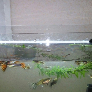 Qupi baliqlar satilir. Ev seraitinde saxlanilir. Yerli artim. Tam sagl