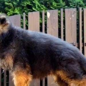 Şəkildə gördüyünüz nemkalar sifariş üçündür. 1-3 aylıq. Radaslovonnu ,