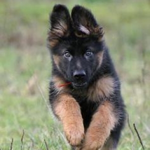 Şəkildə gördüyünüz nemkalar sifariş üçündür. 1-3 aylıq. Radaslovonnu ,