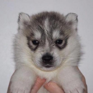 Sifarişlə Xaski balaları. 1-3 aylıq. Minimum dan başlayır. Şəkild