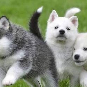 Sifarişlə Xaski balaları. 1-3 aylıq. Minimum dan başlayır. Şəkild