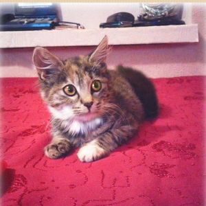 Домашняя здоровая девочка (2 мес) в надежные руки. Бесплатно. Пишите