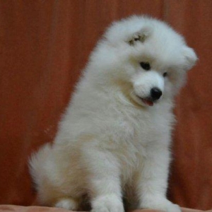 Продаются щенки самоеда мальчики и девочки документы КСУ отец юный