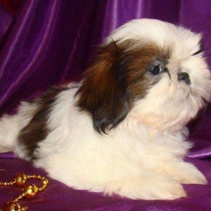 Продаются шикарные малютки Ши-тцу. Детки очень яркие, с короткой