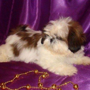 Продаются шикарные малютки Ши-тцу. Детки очень яркие, с короткой