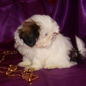 Продаются шикарные малютки Ши-тцу. Детки очень яркие, с короткой