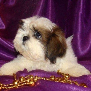 Продаются шикарные малютки Ши-тцу. Детки очень яркие, с короткой