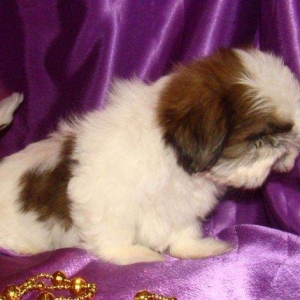 Продаются шикарные малютки Ши-тцу. Детки очень яркие, с короткой