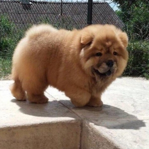 Шикарные щенки чау чау с документами Девочки и мальчики Очень