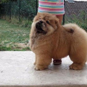 Шикарные щенки чау чау с документами Девочки и мальчики Очень