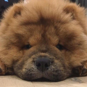 Шикарные щенки чау чау с документами Девочки и мальчики Очень