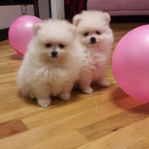 Продаются 2 белокремовых щенка шпица. Девочка и мальчик, с документами