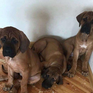 Если Вы ищете настоящего друга и защитника в одном лице, тогда эта