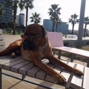 Если Вы ищете настоящего друга и защитника в одном лице, тогда эта