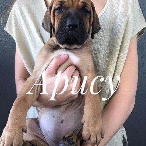 Если Вы ищете настоящего друга и защитника в одном лице, тогда эта