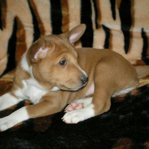 Продаются щенки редкой и древней не лающей породы - басенджи от