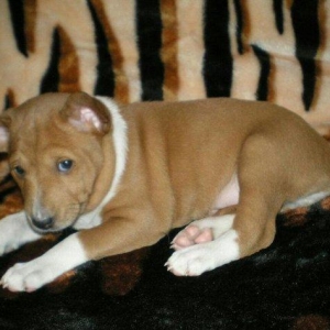 Продаются щенки редкой и древней не лающей породы - басенджи от