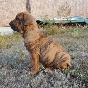 Puppies litter &quot;А&quot; Fila Belo Sol 55 day. (Продаются 2 мальчика и 3