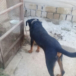 Erkey doberman. 2 yawi var. Tecili pul lazim oldugu ucun satilir.