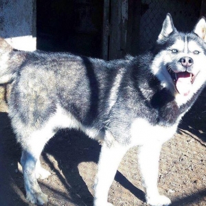 Salam xaski balaları satlır erkek dişi var 1 ay 11 günlük balalardır ş