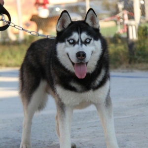 Salam xaski balaları satlır erkek dişi var 1 ay 11 günlük balalardır ş