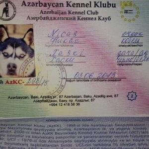 Salam xaski balaları satlır erkek dişi var 1 ay 11 günlük balalardır ş