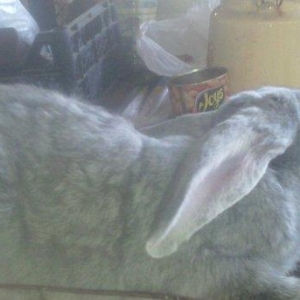 Fevralin balasidi 2 dene erkey  rizen. Cekisi 7 kilodan yuxaridi. Sati