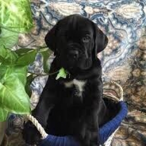 Salam saxlayanda ureyinizce olan cins saxlayin qatisiq xeste itleri go