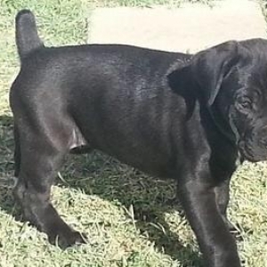 Salam saxlayanda ureyinizce olan cins saxlayin qatisiq xeste itleri go