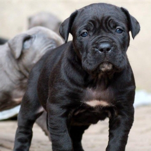 Salam saxlayanda ureyinizce olan cins saxlayin qatisiq xeste itleri go