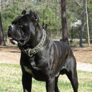 Salam saxlayanda ureyinizce olan cins saxlayin qatisiq xeste itleri go