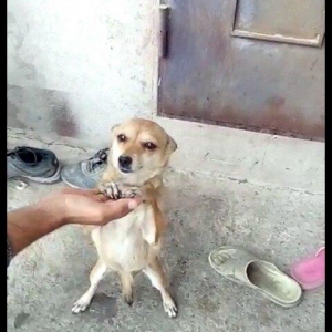 disi zvanok 1 yas 7 ayliqdi 2 defe bala verib.40 azn qiymet sondu