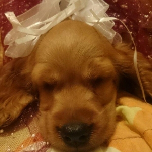 Avqustun 8 dogulublar  kokers spaniel qurt dermanlari verilib erkek di