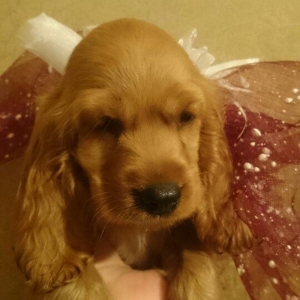 Avqustun 8 dogulublar  kokers spaniel qurt dermanlari verilib erkek di