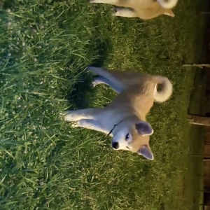 Temiz natura 4ayliq disi akita satilir tam saglam baladi bu sekilde 3a