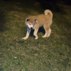 Temiz natura 4ayliq disi akita satilir tam saglam baladi bu sekilde 3a