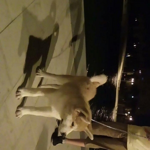 Temiz natura 4ayliq disi akita satilir tam saglam baladi bu sekilde 3a