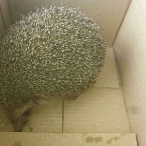 kirpi satilir 900qramdi yetiwkin kirpidi whatsap aciqdir suali olan ya