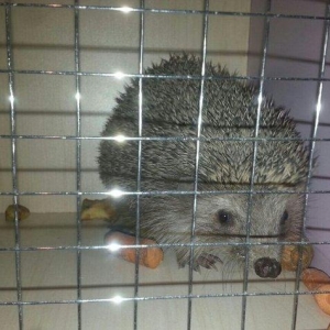 kirpi satilir 900qramdi yetiwkin kirpidi whatsap aciqdir suali olan ya