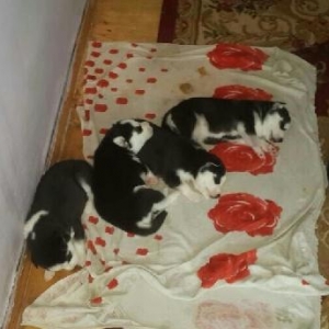 Gozleri goy erkek xaksi  balasi satilir tam saglam baladir 45 gunlukdu